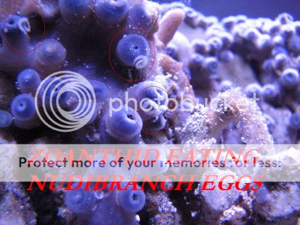 "Why are my Zoanthids closed?" Care, Pests, and Troubleshooting Reef Sanctuary